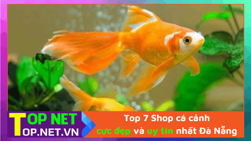 Top 7 Shop cá cảnh cực đẹp và uy tín nhất Đà Nẵng