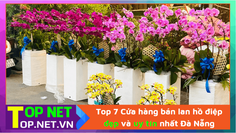 Top 7 Cửa hàng bán lan hồ điệp đẹp và uy tín nhất Đà Nẵng